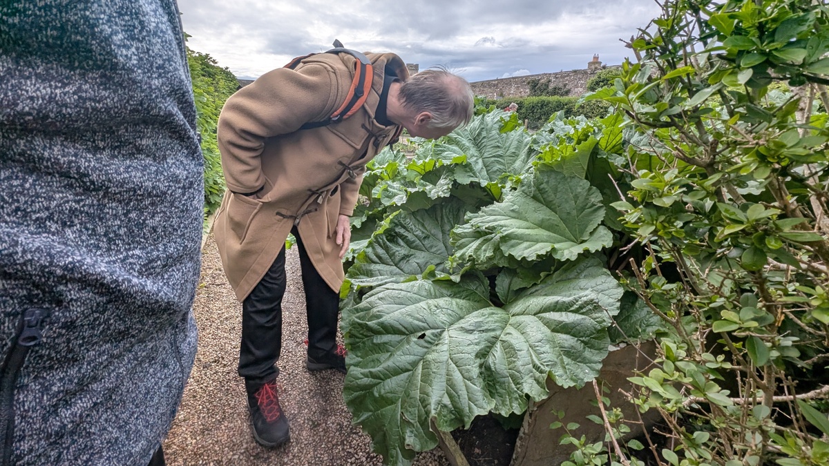 Paul inspects the giant rhubarb